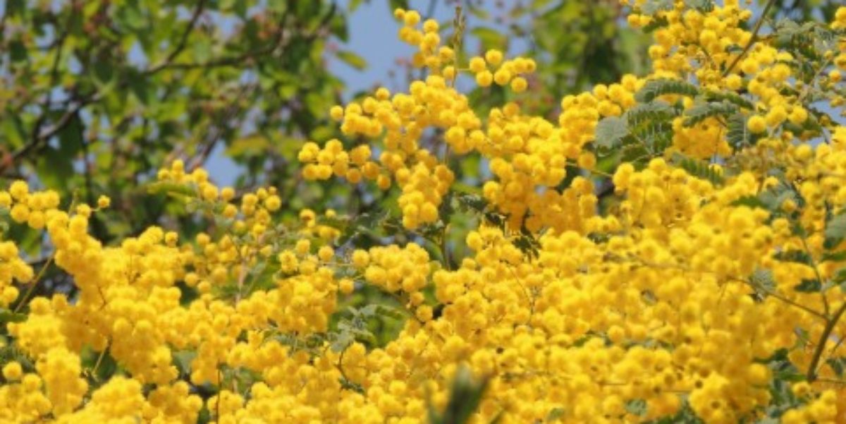 ミモザのブログ